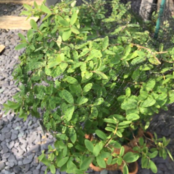 Photo of the plant species Blue Velvet Honeyberry by @Shaan named Honeyberry on Greg, the plant care app