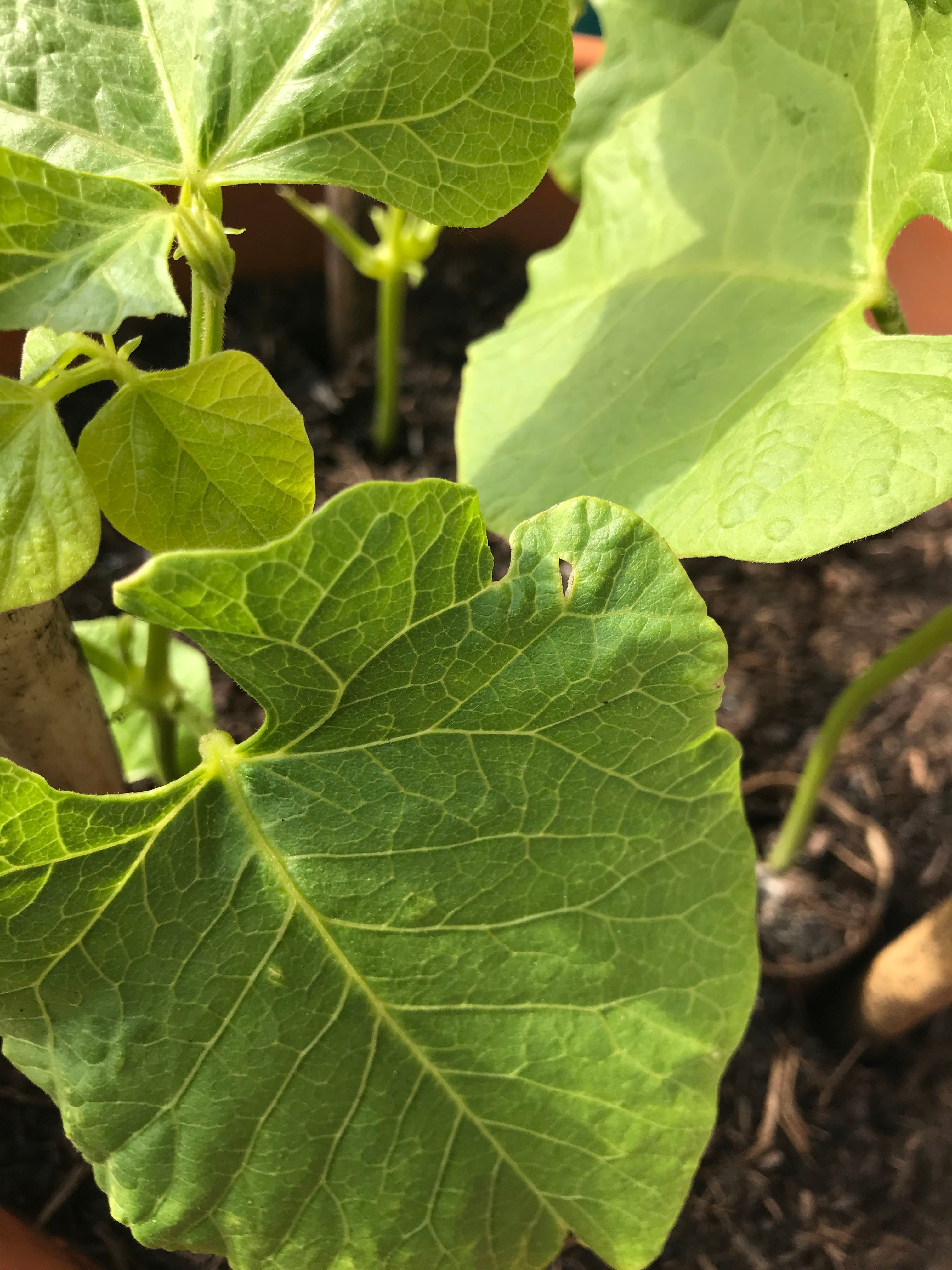 How to Cure Black Spots on Your Runner Beans 🫘