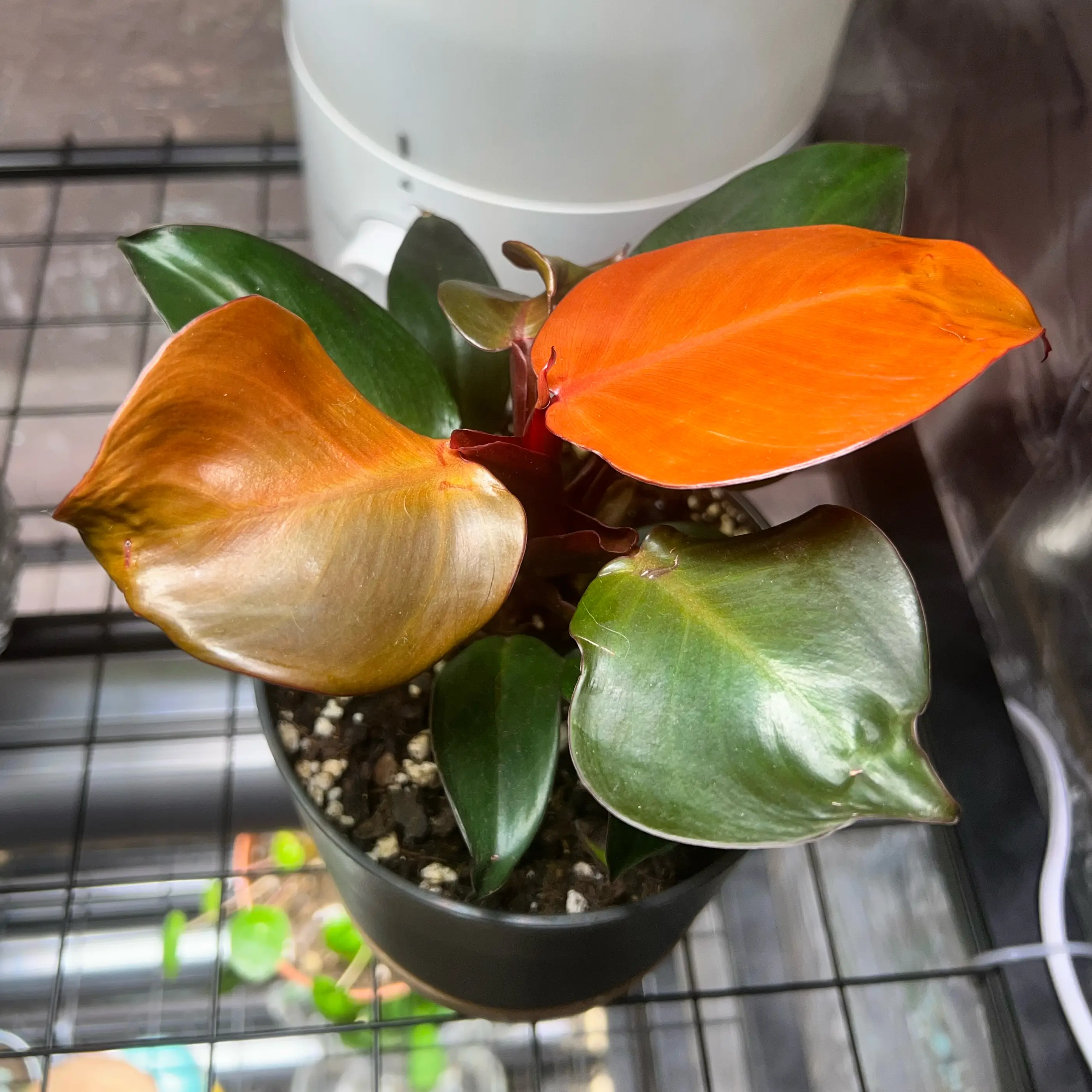 Philodendron Red Sun plant with red and green leaves, slight browning and yellowing visible.