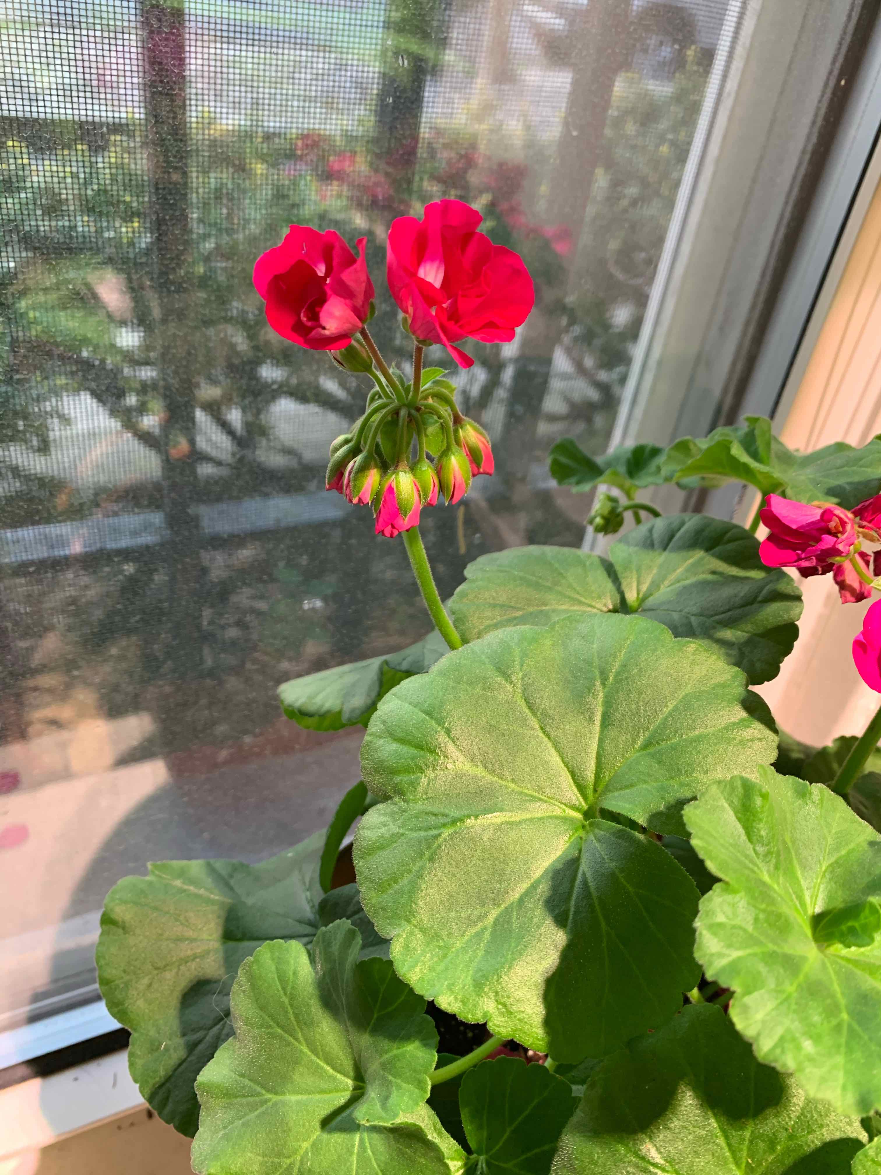 Zonale Geranium plant with red flowers and healthy green leaves near a window.