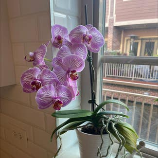 Phalaenopsis Orchid plant in Chicago, Illinois