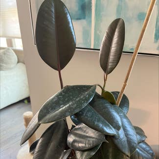 Rubber Plant plant in Chicago, Illinois