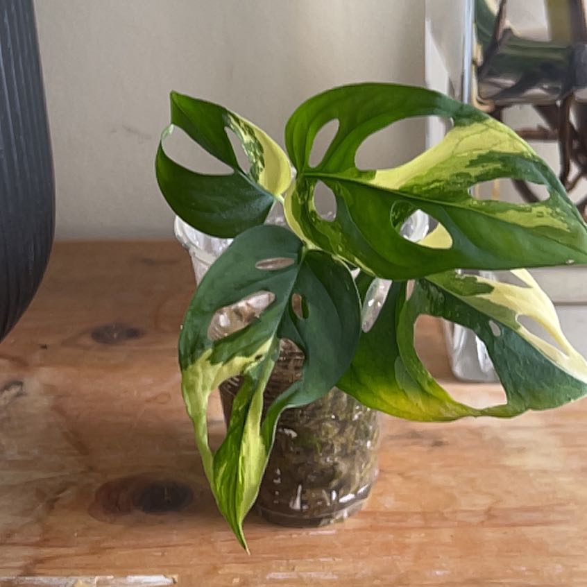 Photo of the plant species variegated monkey mask by @AstuteLemon named Duke on Greg, the plant care app