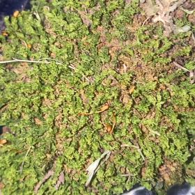 Photo of the plant species Moss by @JaimiMyers named Nemo on Greg, the plant care app