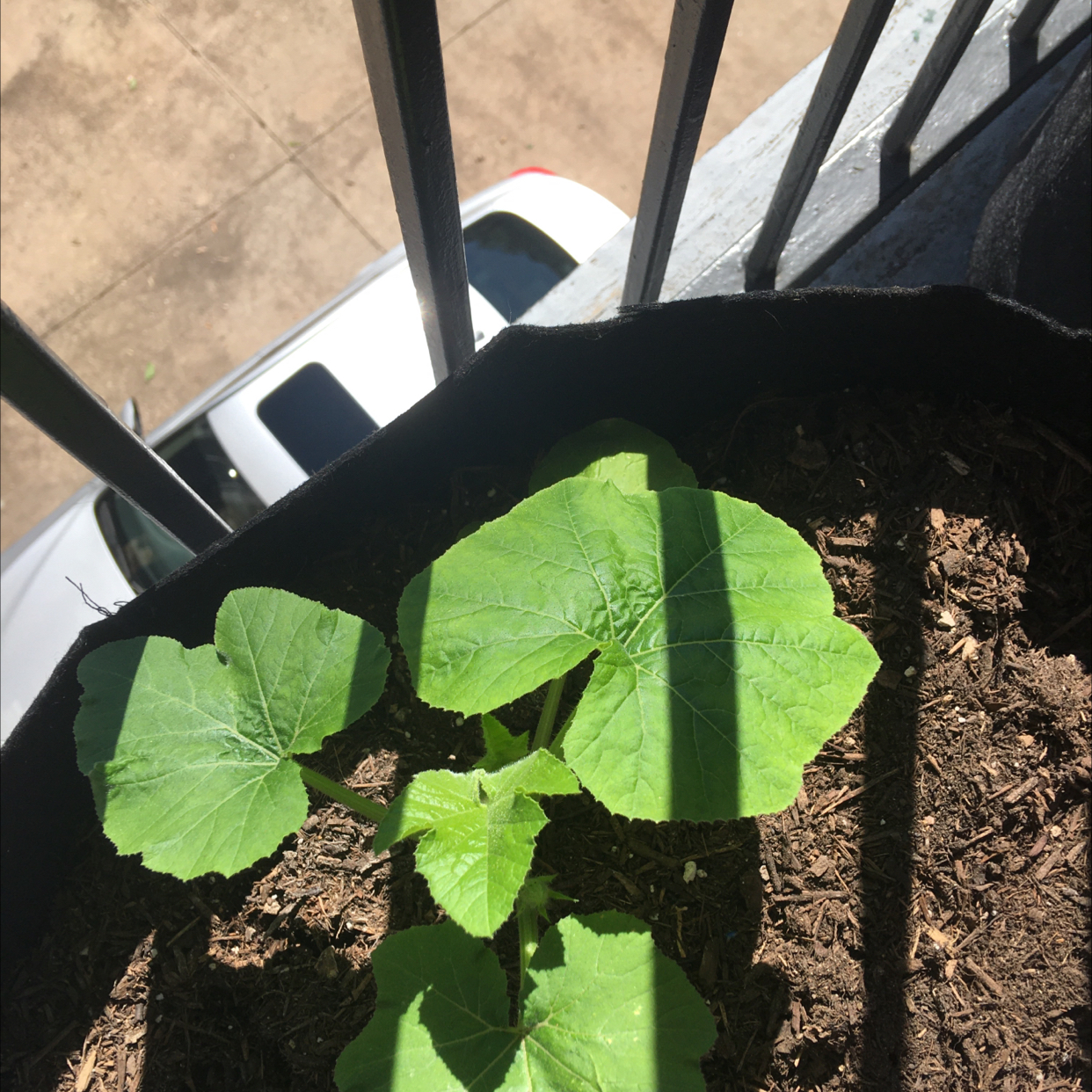 Young Butternut Pumpkin plant with broad green leaves in a container.