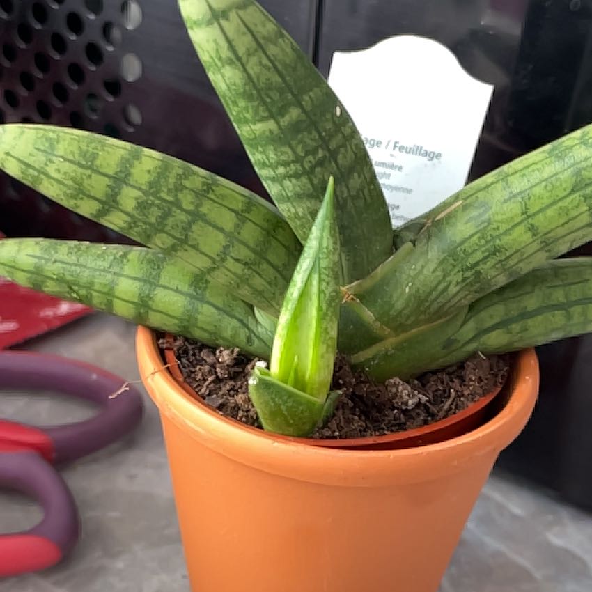 Variegated Starfish Snakeplant in an orange pot, healthy with visible soil.