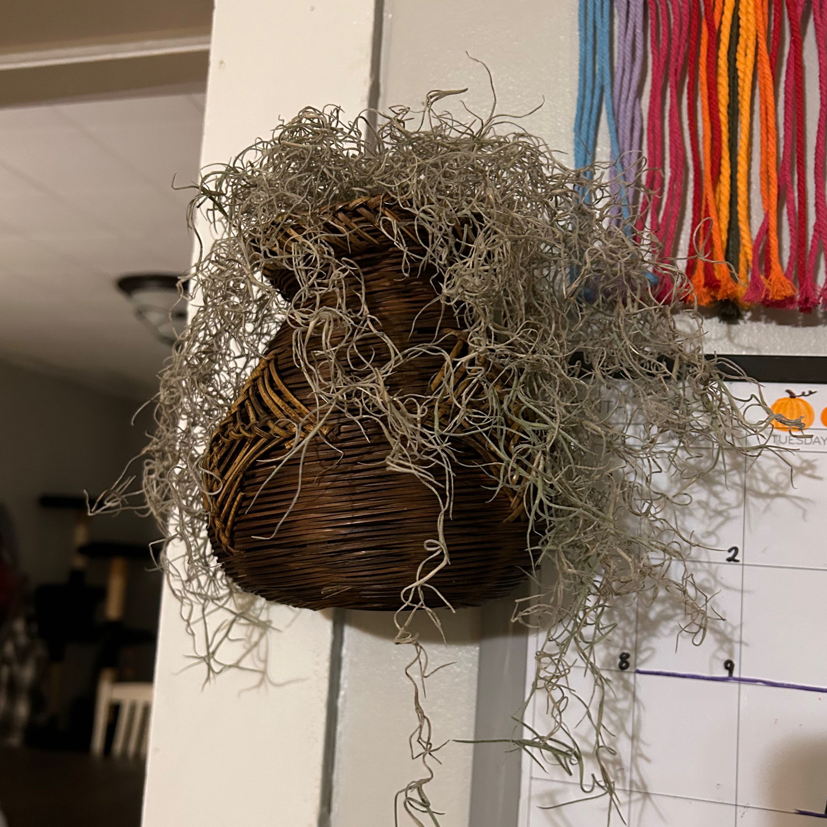 Spanish Moss plant hanging in a woven basket with a calendar and colorful strings in the background.