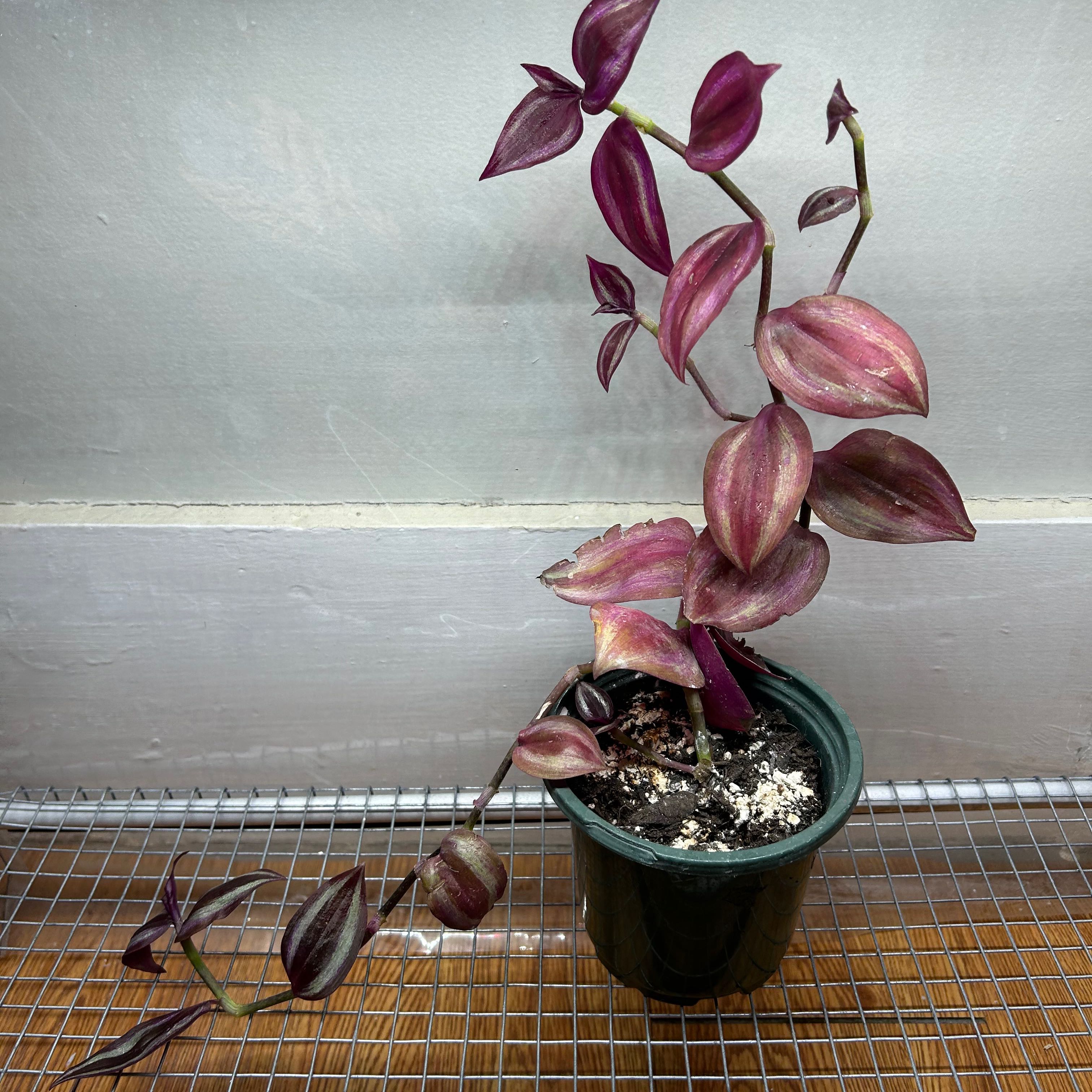 Photo of the plant species tradeseantia by @plantiekenzie named Tolkien on Greg, the plant care app
