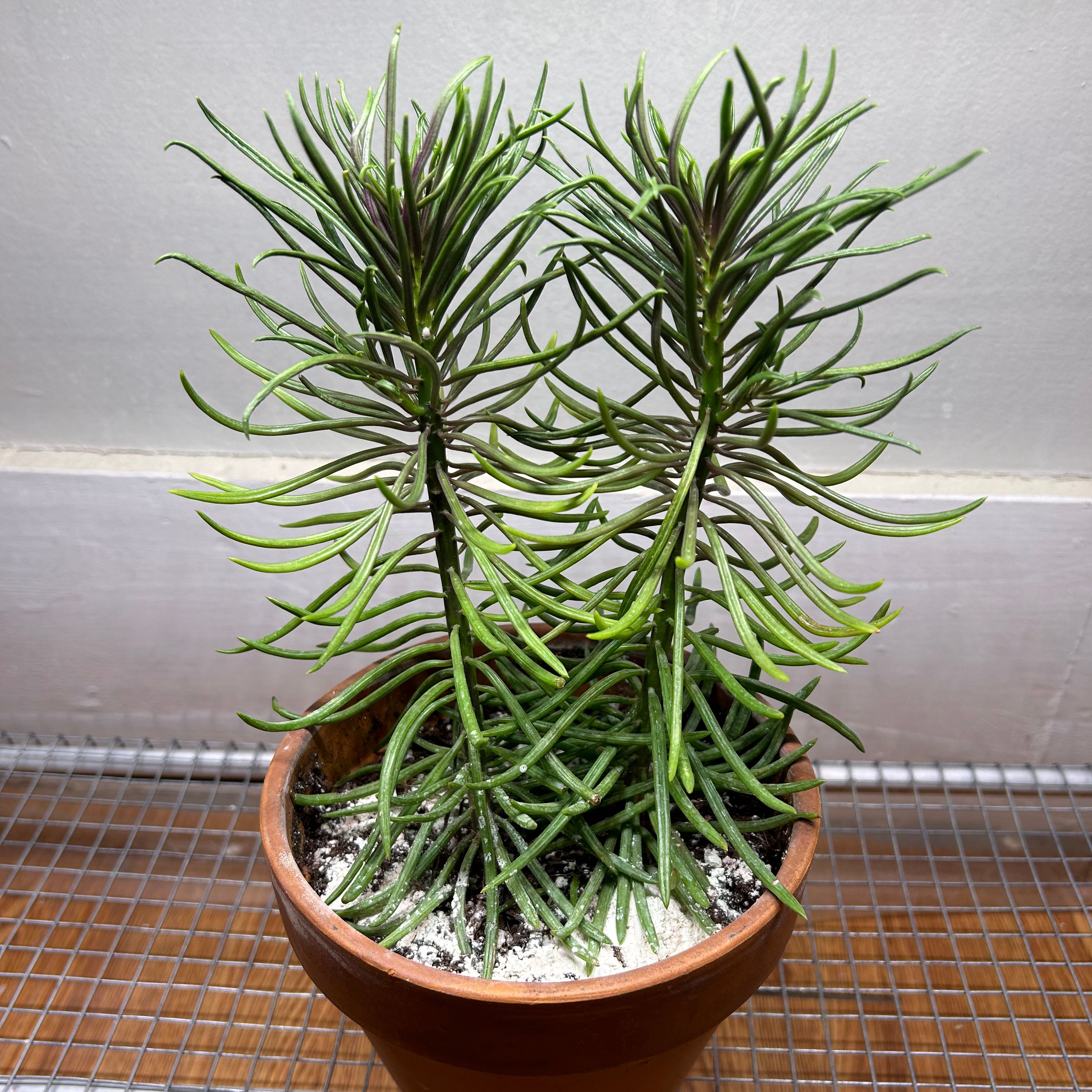 Potted Succulent Bush Senecio with slender green leaves, well-framed and in focus.