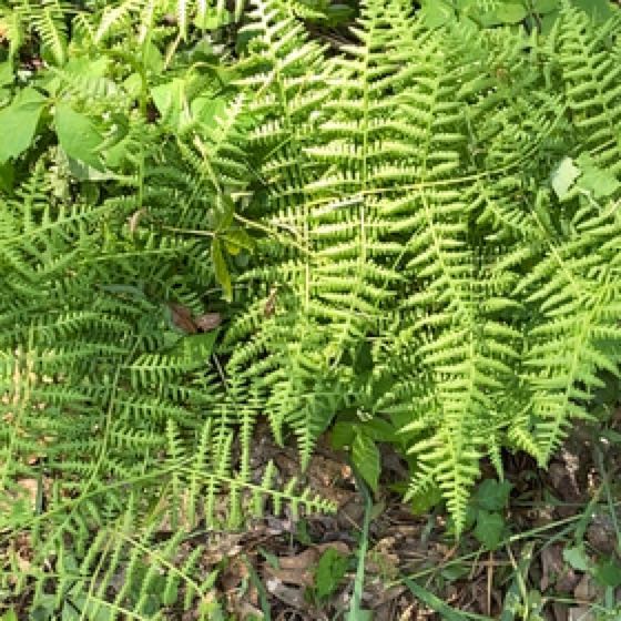 Plant care for Lace Fern on Greg, the plant care app
