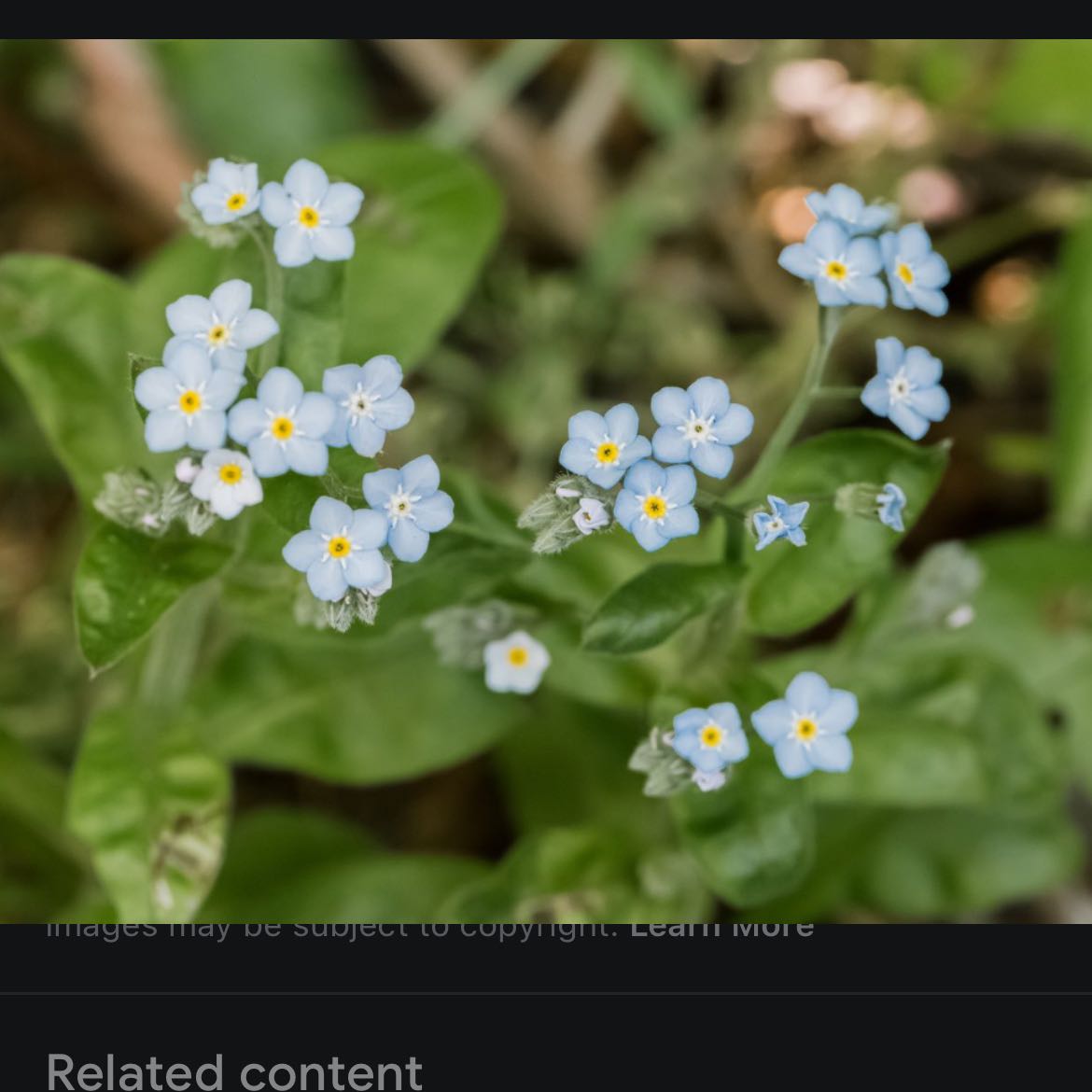 Forget-Me-Not plant with small blue flowers and green leaves.