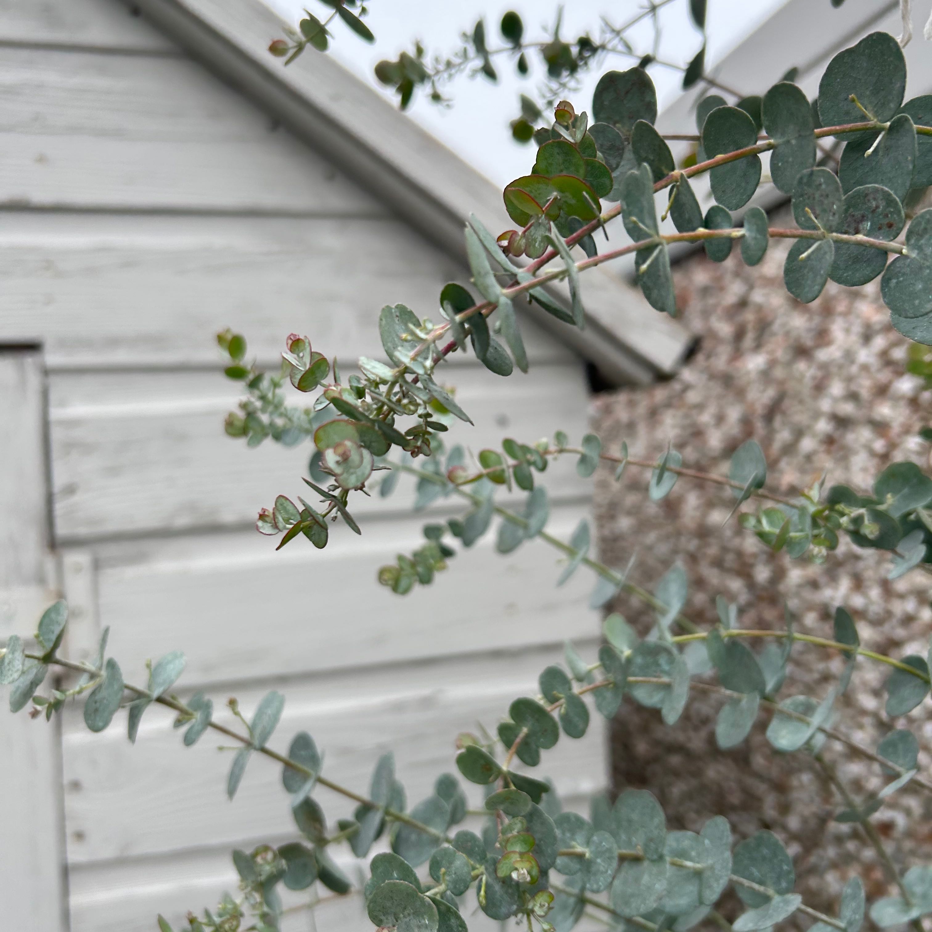 Cider gum plant with round, blue-green leaves against a wooden structure.
