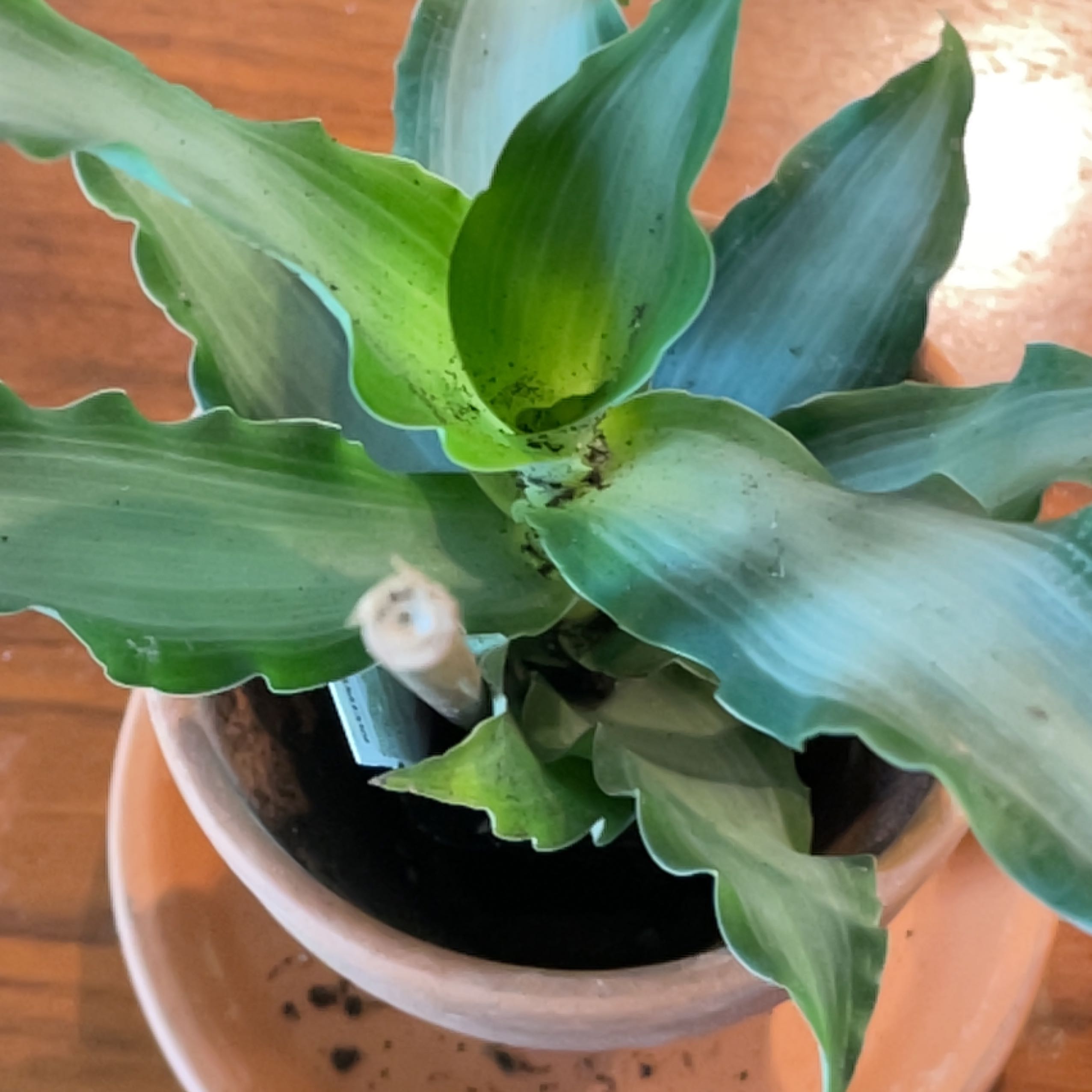 Bright Star Murdannia plant in a pot with healthy green leaves.