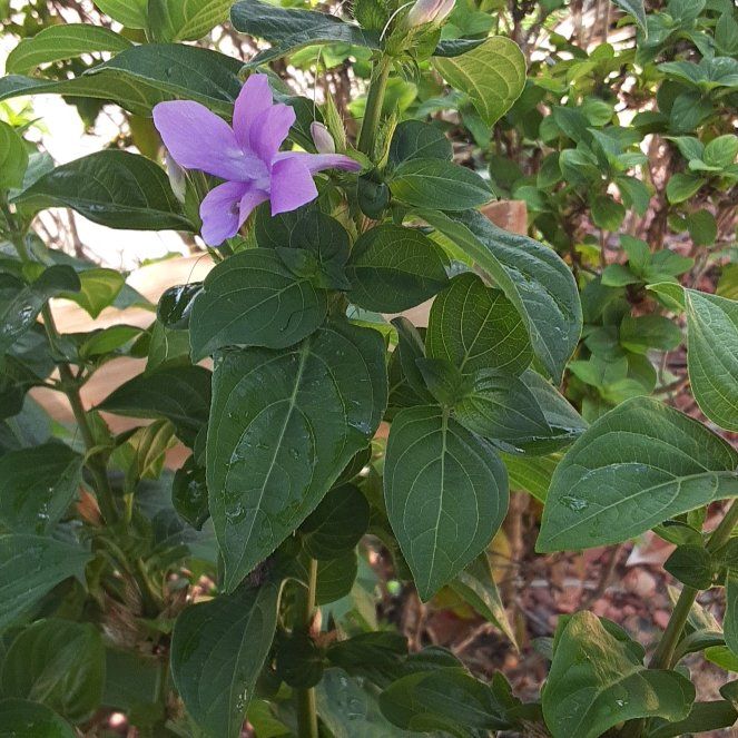 Photo of the plant species Philippine Violet by @succulentL0v3r named Curie on Greg, the plant care app