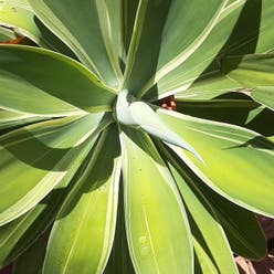 Lion's Tail Agave plant