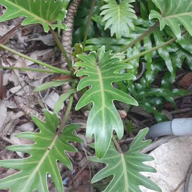 Philodendron Xanadu uploaded to the Greg plant app by @succulentL0v3r