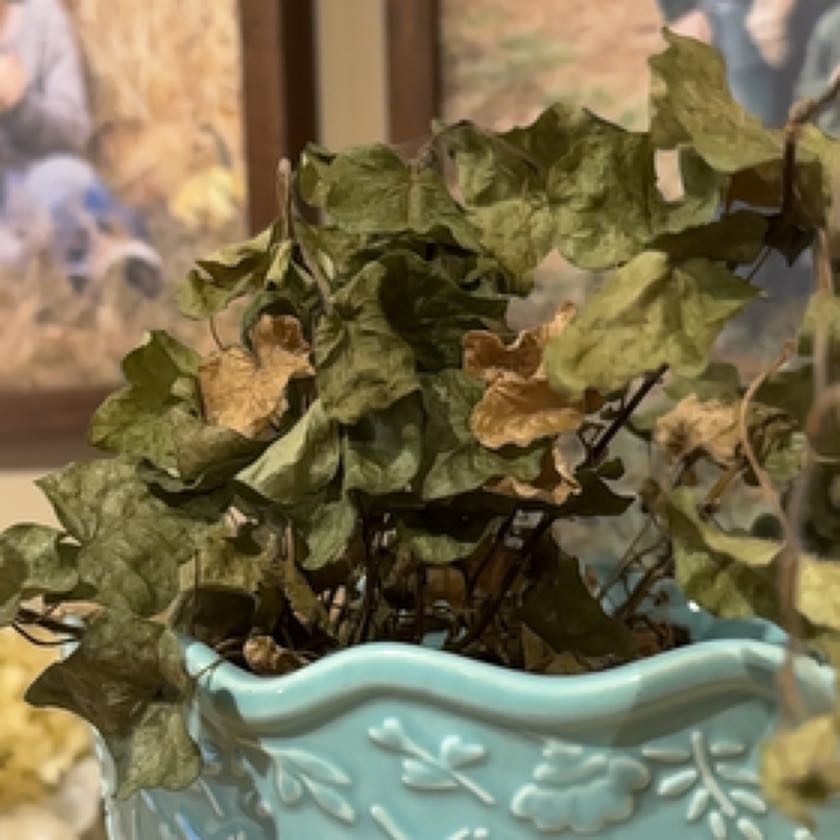 Photo of the plant species Baltic Ivy by @TitanicMystax named Kylie on Greg, the plant care app