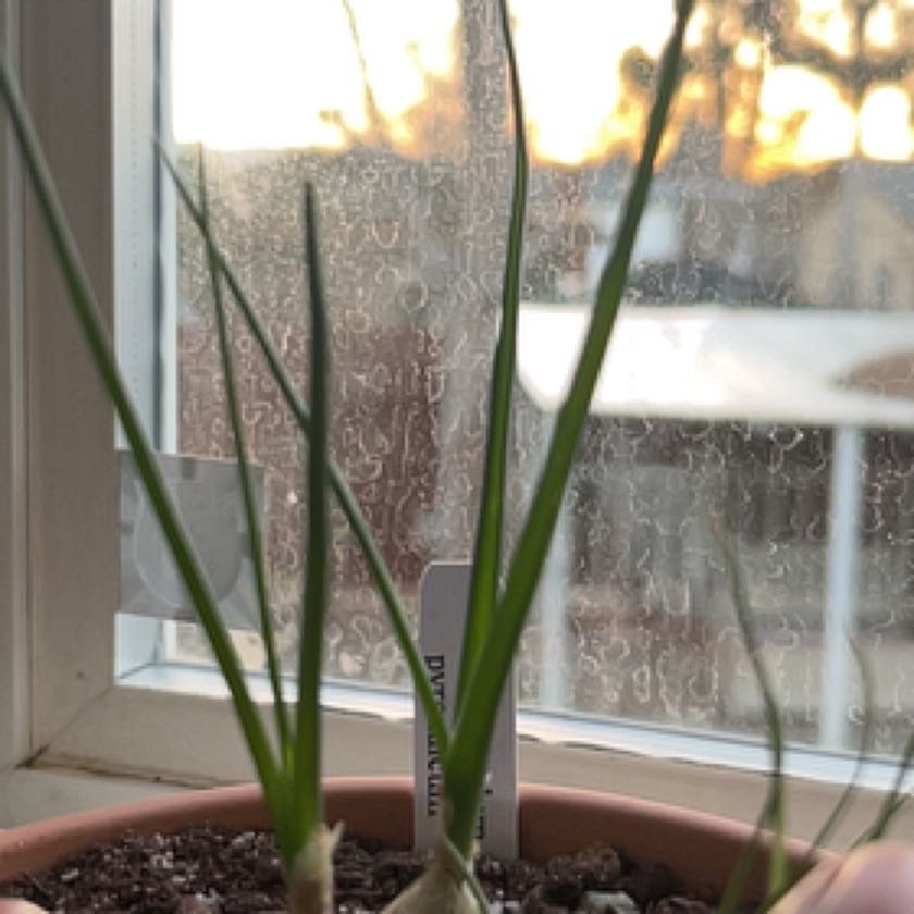 Photo of the plant species Pyrenees Star of Bethlehem by @SassyMarigold named Bodhi on Greg, the plant care app