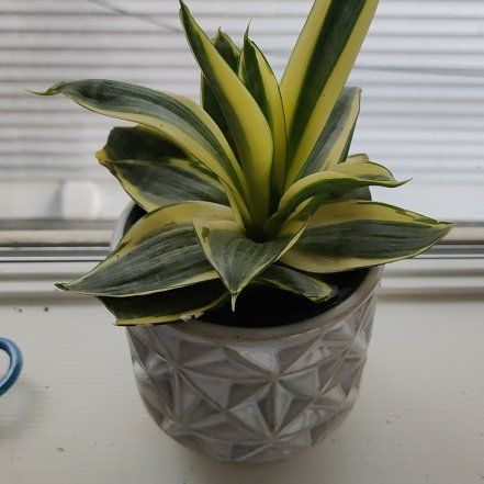 Photo of the plant species Gold Star Hahnii by @ForcefulLemon named Messi on Greg, the plant care app