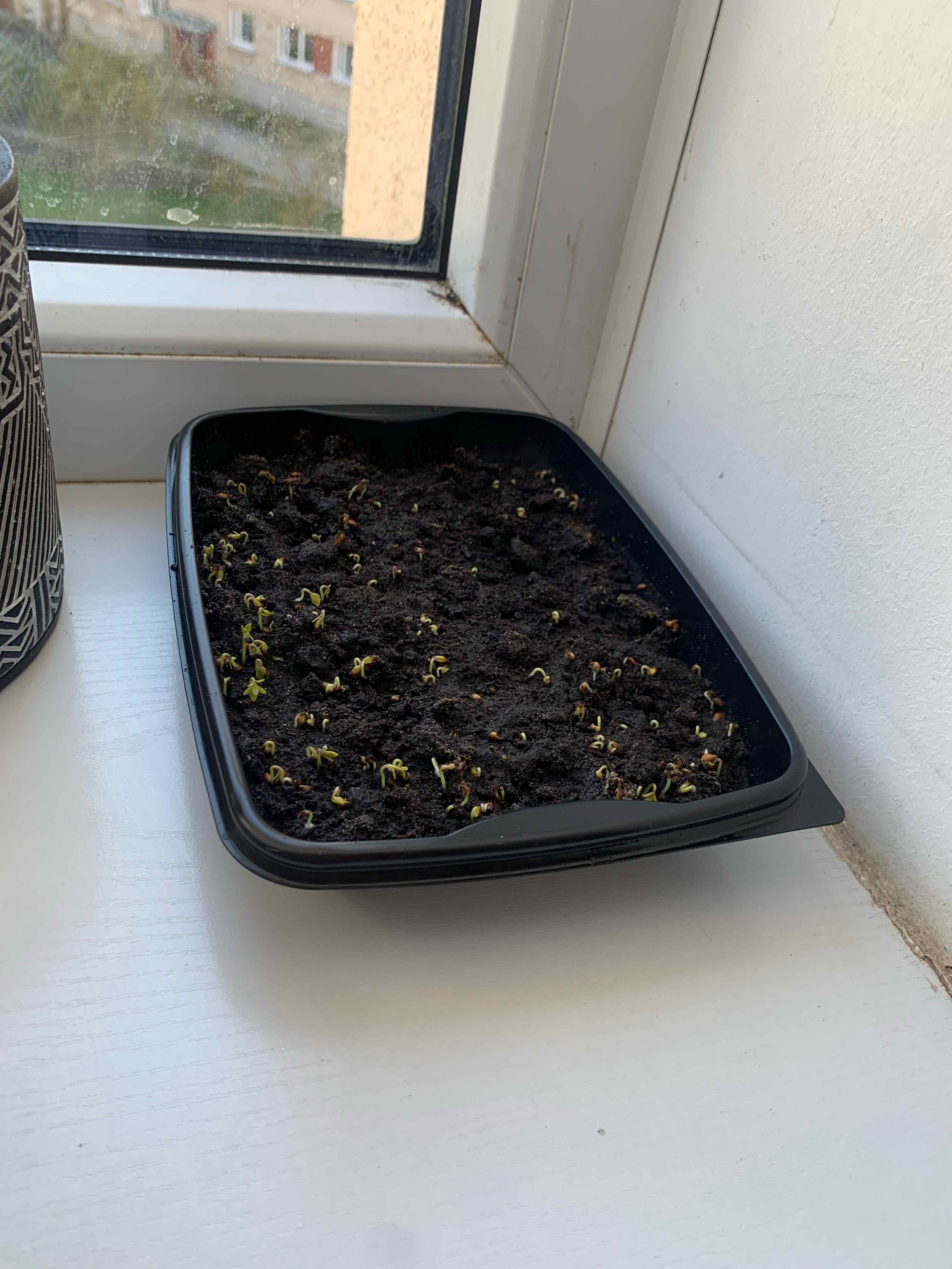 Photo of the plant species Garden Cress by @internetadraugi named Drake on Greg, the plant care app