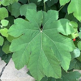 Photo of the plant species Chinese Rice-Paper Plant by @UndividedGuasca named Sonora on Greg, the plant care app