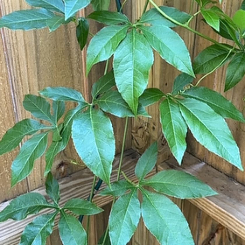 Photo of the plant species Passion Flower by @UndividedGuasca named Keanu Leaves on Greg, the plant care app