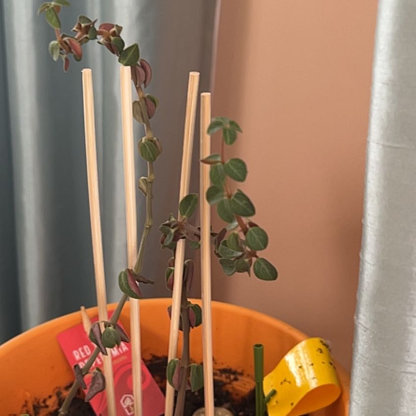 Radiator Plant in a pot with wooden sticks for support, visible soil.