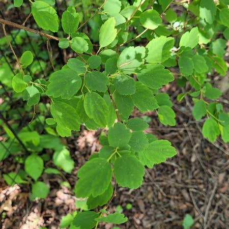 Photo of the plant species Spiraea cantoniensis by @QualityLentil named Harmony on Greg, the plant care app