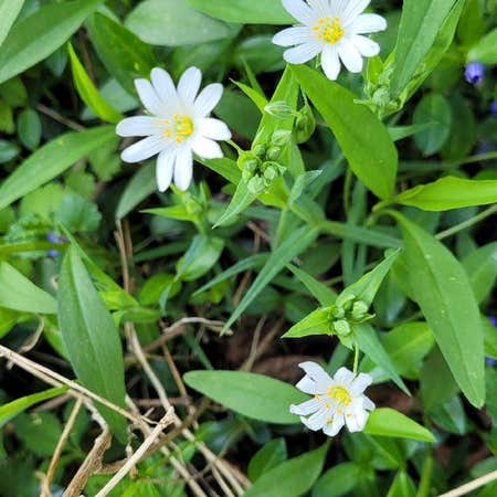 Photo of the plant species Greater Stitchwort by @QualityLentil named Harper on Greg, the plant care app