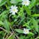Calculate water needs of Greater Stitchwort
