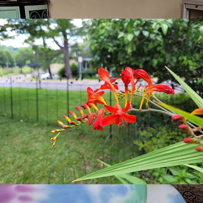 Photo of the plant species Montbretia by @QualityLentil named Scarlett on Greg, the plant care app