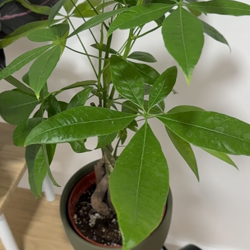 Morgan Treeman | A plant by @PatientLarkspur on Greg