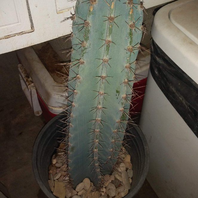Photo of the plant species Hairy Cereus by @AgilePipevine named Marley on Greg, the plant care app
