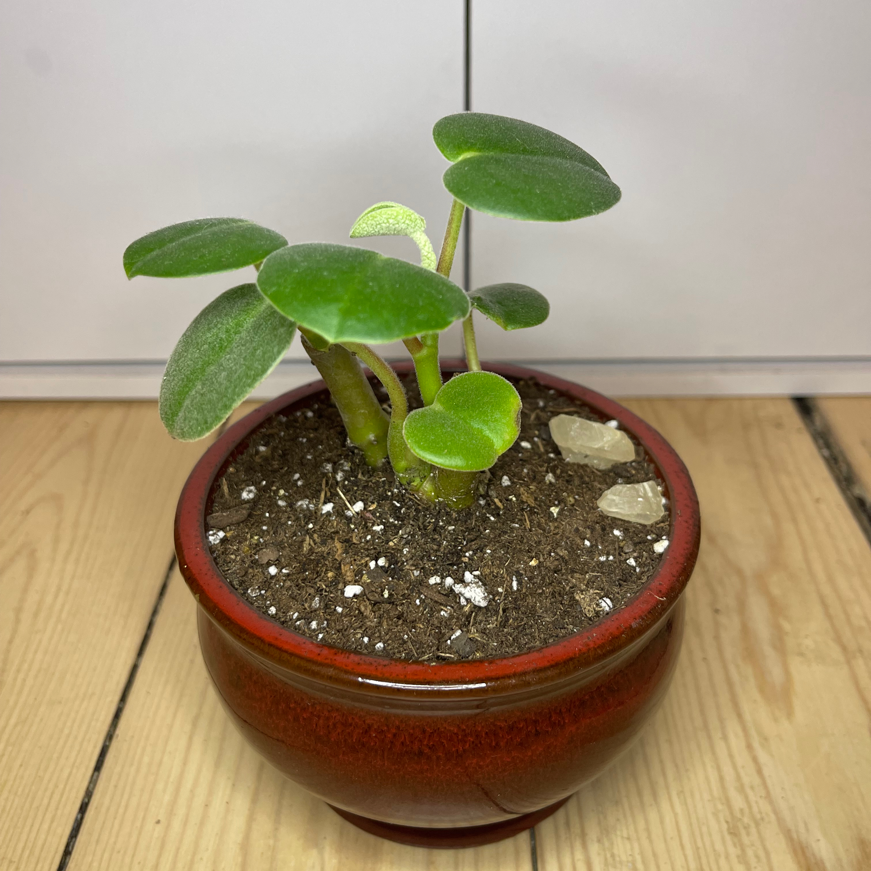 Felted Peperomia plant in a red pot with healthy green leaves and visible soil.