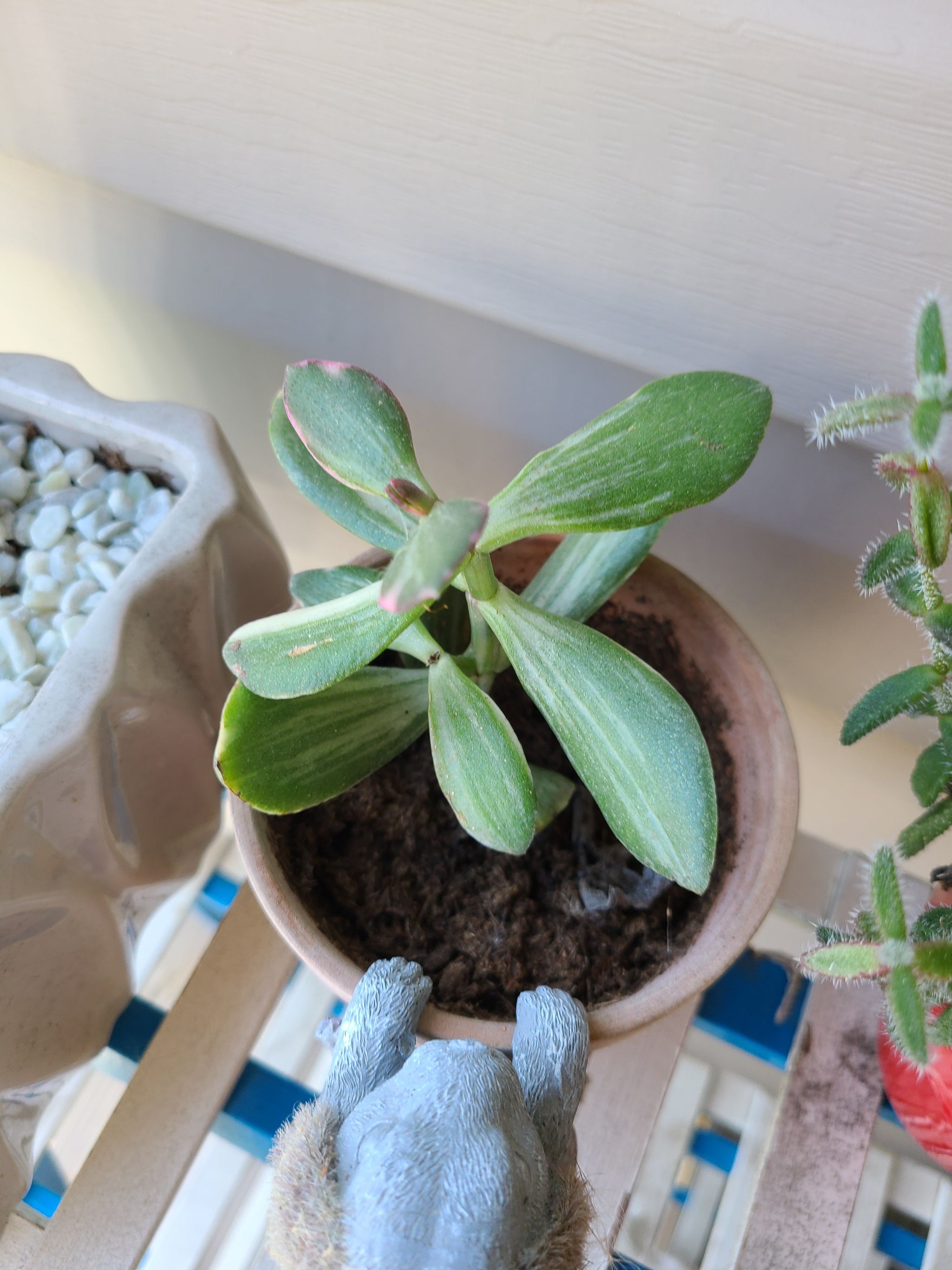 Potted Jade Plant with green leaves, visible soil, and no signs of disease.