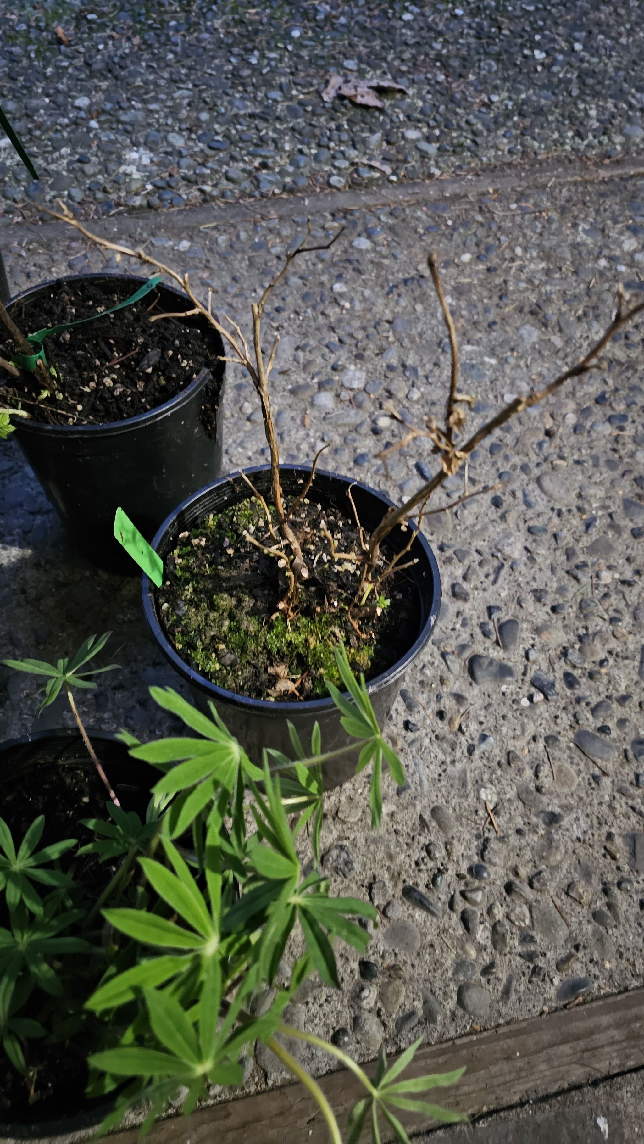 Photo of the plant species Francee Hosta by @ProColocynth named Maya on Greg, the plant care app