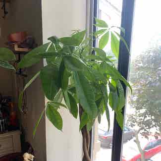 Money Tree plant in Waterford Township, Michigan