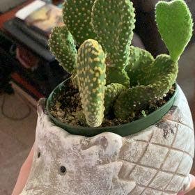 Bunny Ears Cactus plant in Waterford Township, Michigan