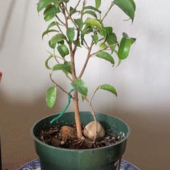 Glossy Privet plant