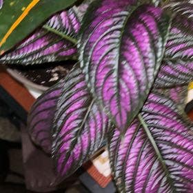 Persian Shield plant in Waterford Township, Michigan