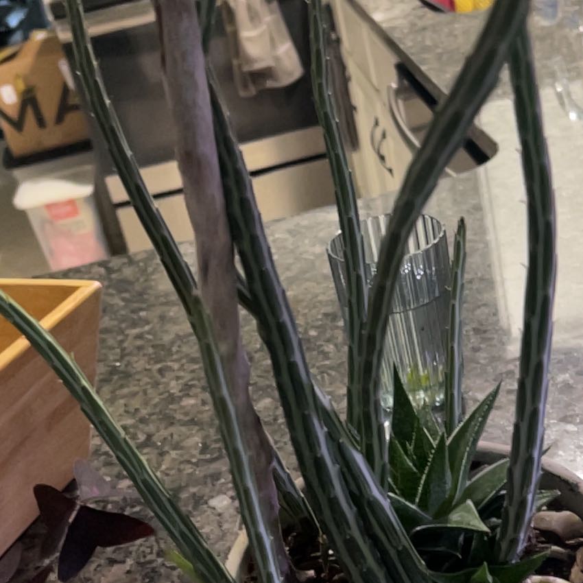 Photo of the plant species Arizona Queen-of-the-Night by @CherishedOmnom named Winston on Greg, the plant care app