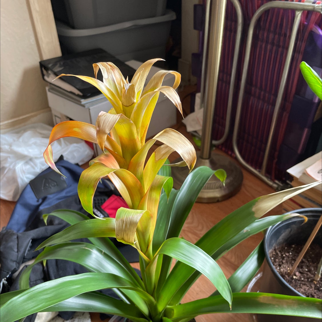 How and When Should I Cut Back My Guzmania Bromeliad?