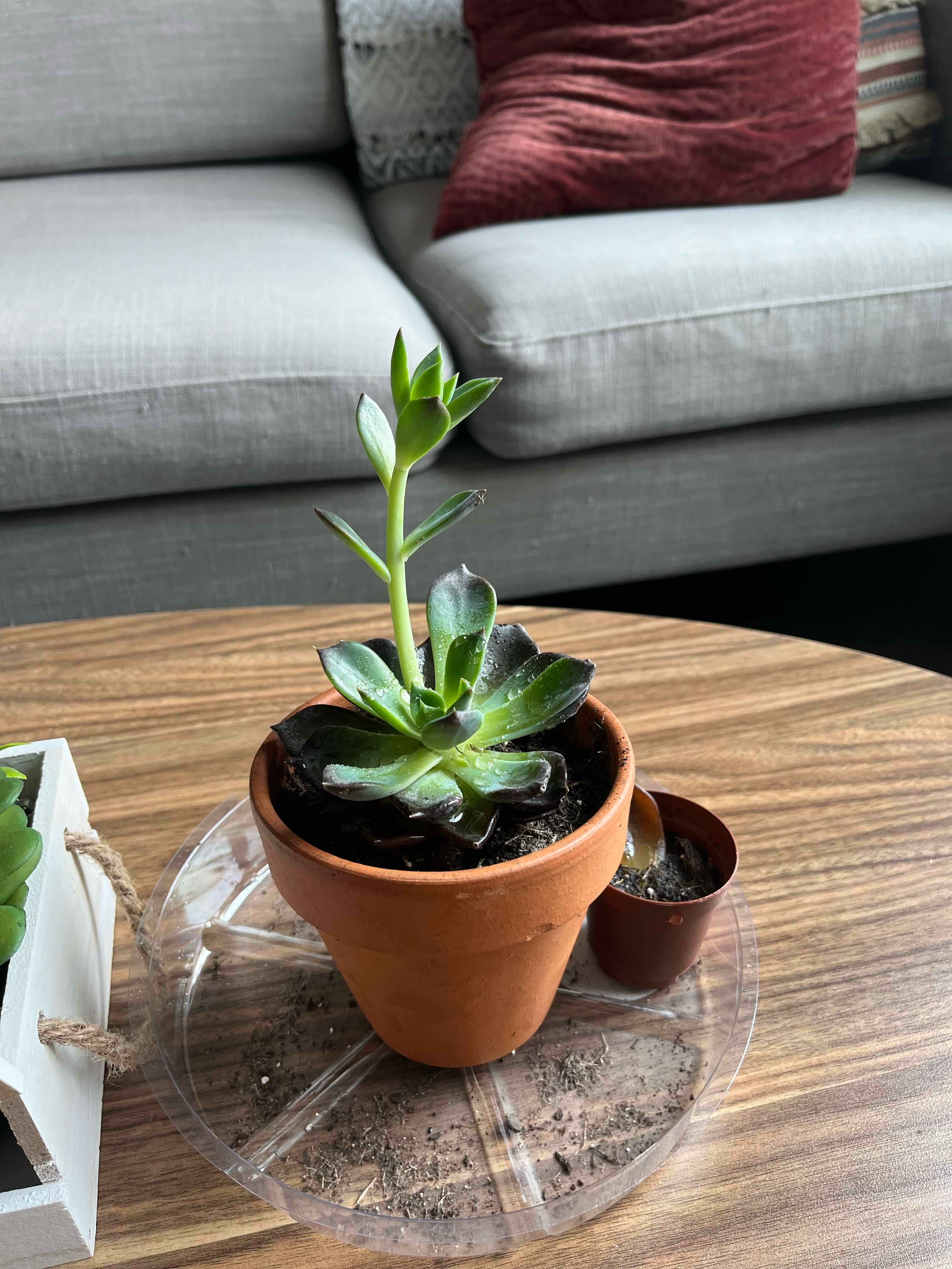 Potted Echeveria 'Dark Moon' plant on a wooden table, healthy and well-framed.