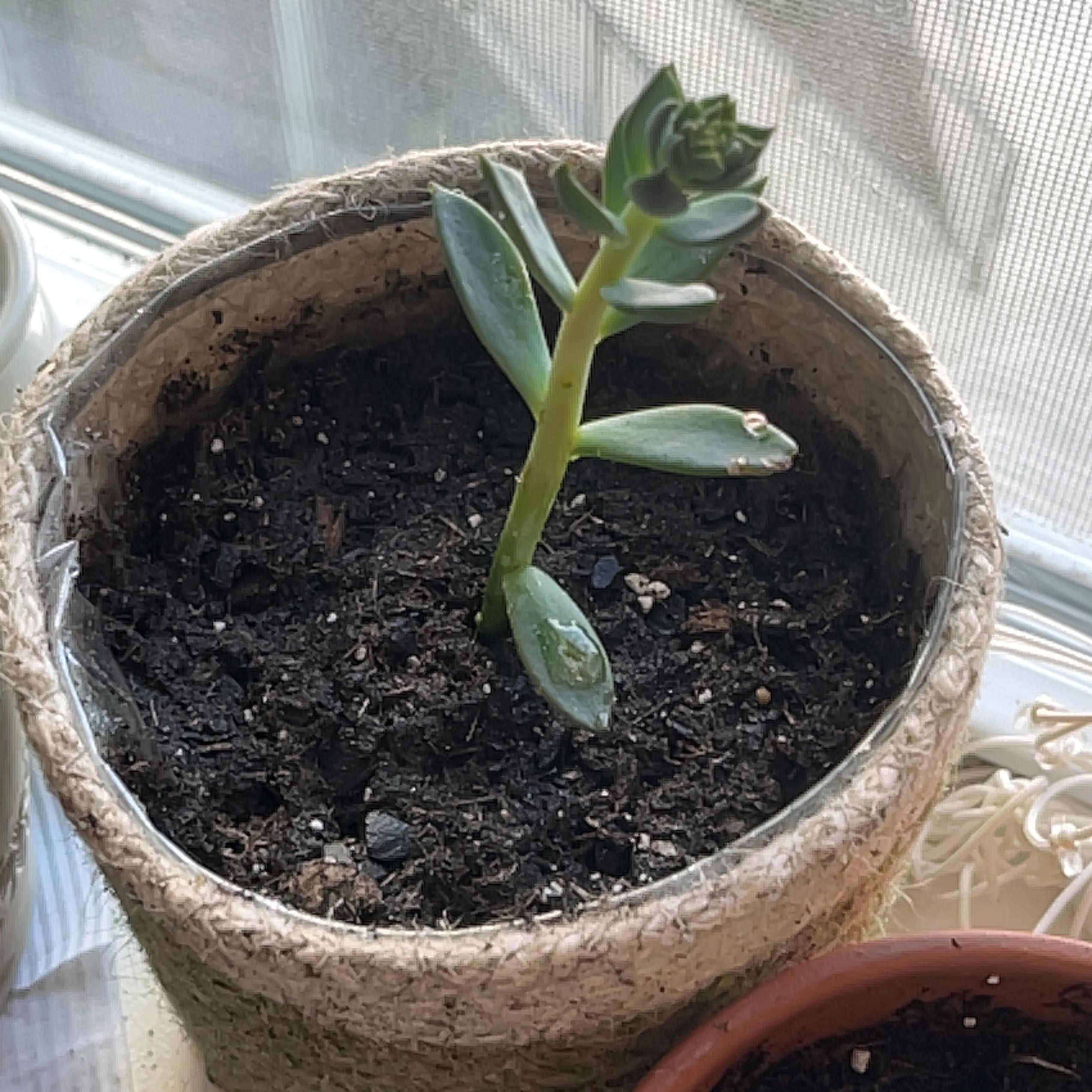 Potted Echeveria 'Dark Moon' plant with visible soil and healthy leaves.