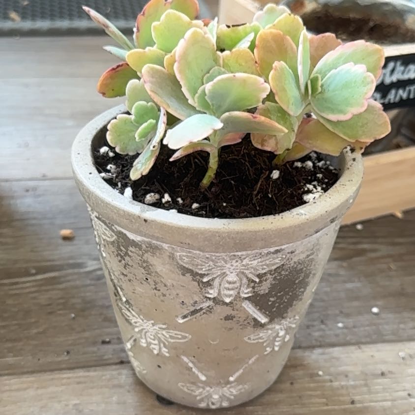 Photo of the plant species Tricolor Lavender Scallops by @ConvivialKoa named Dolores on Greg, the plant care app