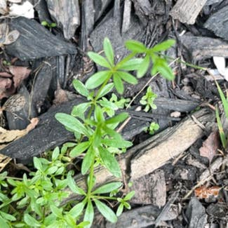 Goose Grass plant in Oxford, New York