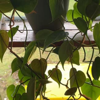 Heartleaf Philodendron plant in Oxford, New York