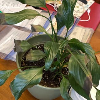 Peace Lily plant in Oxford, New York
