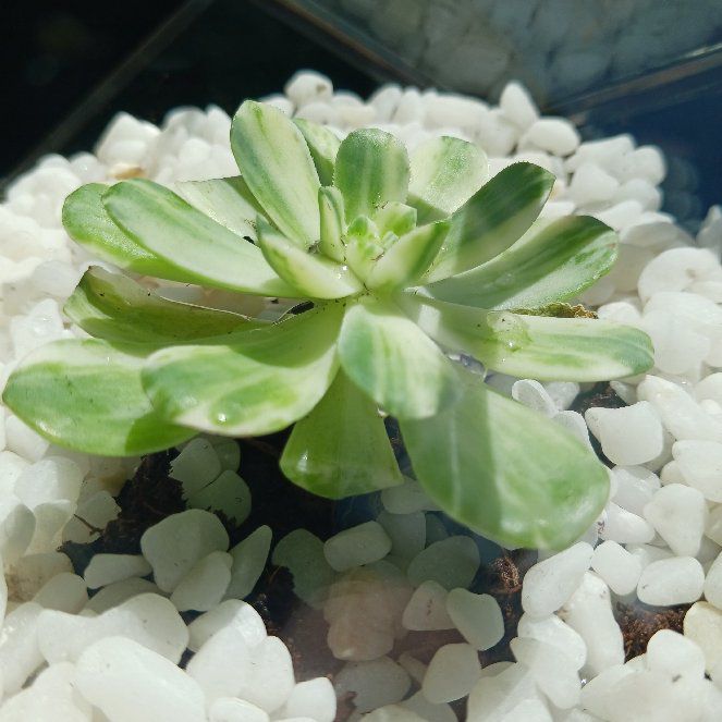 Photo of the plant species Aeonium domesticum 'Variegata' by @birdyshideout named Monti on Greg, the plant care app