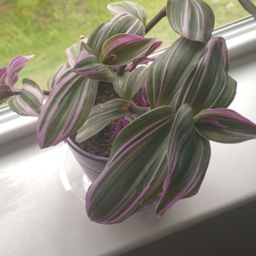 Photo of the plant species spiderwort by @HunkyPlanera named Xena on Greg, the plant care app